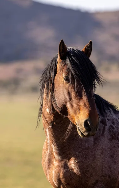 Majestatyczny Dziki Koń Wiosną Pustyni Utah — Zdjęcie stockowe