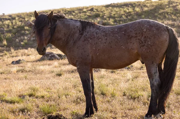 Величественная Дикая Лошадь Весной Пустыне Юта — стоковое фото