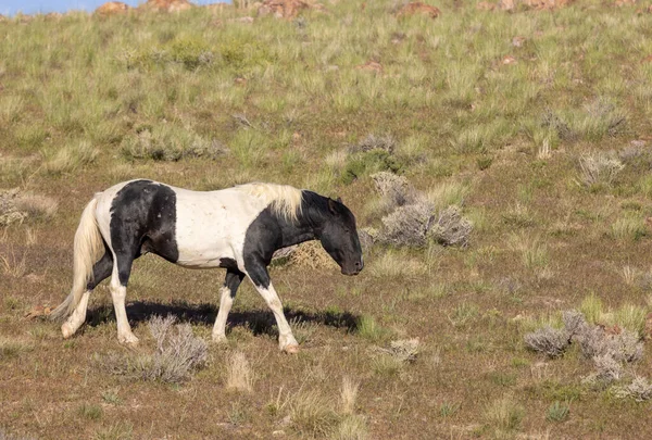 Utah çölünde ilkbaharda görkemli bir vahşi at.