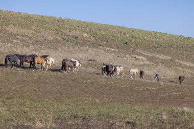 Utah çölünde ilkbaharda vahşi atlar