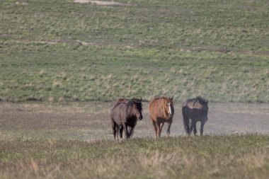 Utah çölünde ilkbaharda vahşi atlar