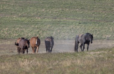 Utah çölünde ilkbaharda vahşi atlar