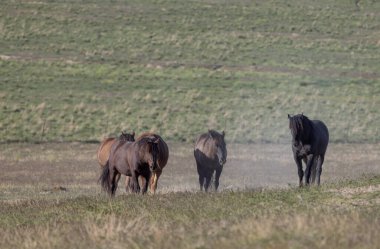 Utah çölünde ilkbaharda vahşi atlar