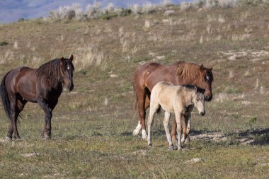 Utah çölünde ilkbaharda vahşi atlar