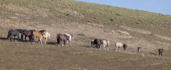 wild horses in spring in the Utah desert
