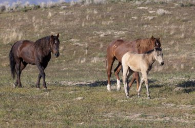 Utah çölünde ilkbaharda vahşi atlar