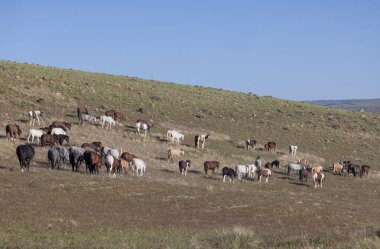 Utah çölünde ilkbaharda vahşi atlar