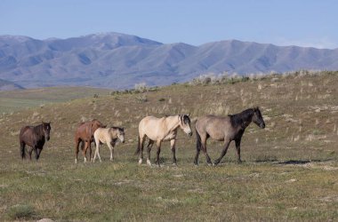 Utah çölünde ilkbaharda vahşi atlar
