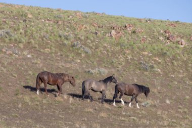 Utah çölünde ilkbaharda vahşi atlar