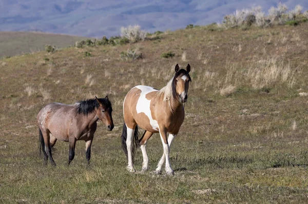 Utah çölünde ilkbaharda vahşi atlar