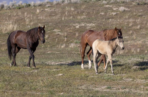 Dzikie Konie Wiosną Pustyni Utah — Zdjęcie stockowe