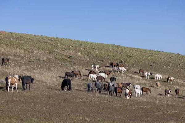 Utah çölünde ilkbaharda vahşi atlar