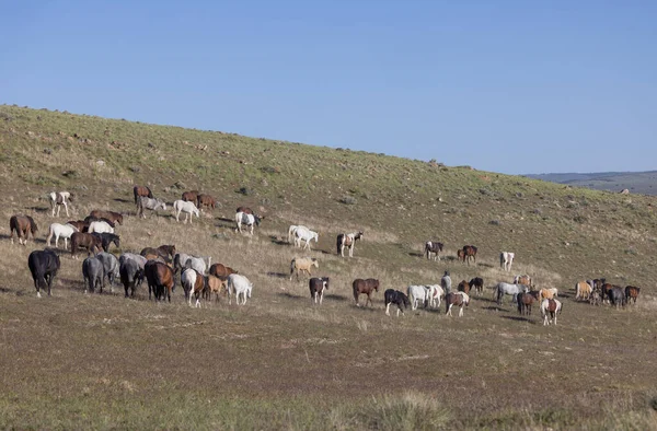 Utah çölünde ilkbaharda vahşi atlar