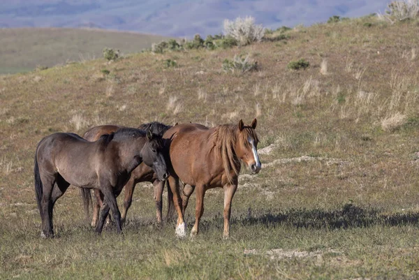 wild horses in spring in the Utah desert