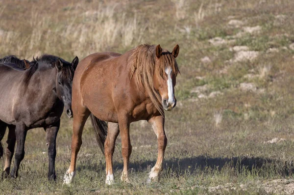 Utah çölünde ilkbaharda vahşi atlar