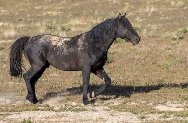 Baharda Utah çölünde güzel vahşi bir at.