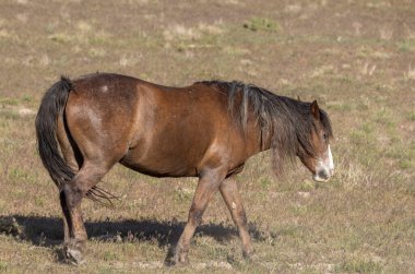 Baharda Utah çölünde güzel vahşi bir at.