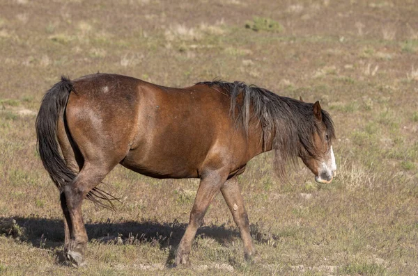 Baharda Utah çölünde güzel vahşi bir at.