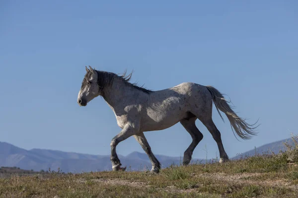 Belo Cavalo Selvagem Primavera Deserto Utah — Fotografia de Stock