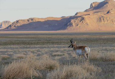 Utah çölünde boynuzlu antilop geyiği