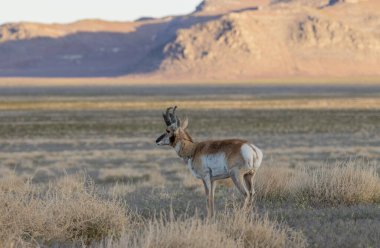 Utah çölünde boynuzlu antilop geyiği