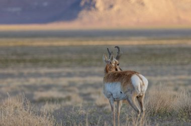 Utah çölünde boynuzlu antilop geyiği