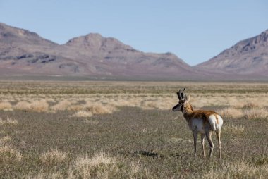 Utah çölünde boynuzlu antilop geyiği