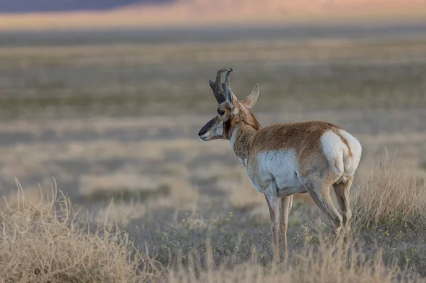 Pronghorn Antilope Bok Utah Woestijn — Stockfoto