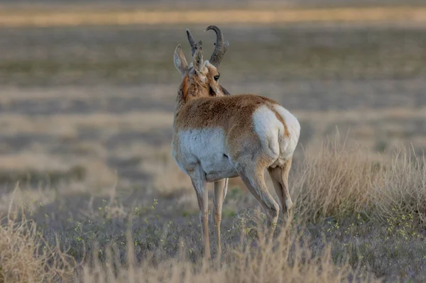 Pronghorn Antilop Buck Utah Sivatagban — Stock Fotó