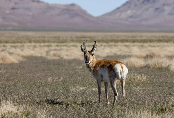 Pronghorn Antilope Buck Nel Deserto Dello Utah — Foto Stock