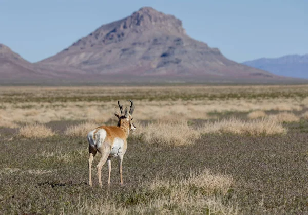 Utah çölünde boynuzlu antilop geyiği
