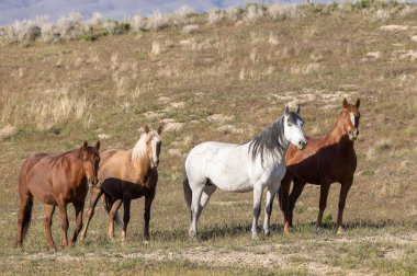 Baharda Utah çölünde vahşi atlar