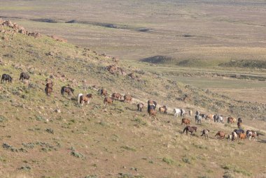 Baharda Utah çölünde vahşi atlar