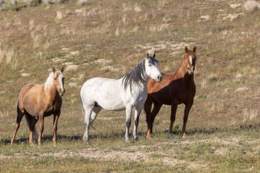Baharda Utah çölünde vahşi atlar