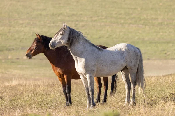 Wilde Paarden Utah Woestijn Lente — Stockfoto