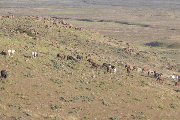 Άγρια Άλογα Στην Έρημο Της Γιούτα Την Άνοιξη — Φωτογραφία Αρχείου