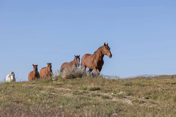 Vilda Hästar Utah Öknen Våren — Stockfoto
