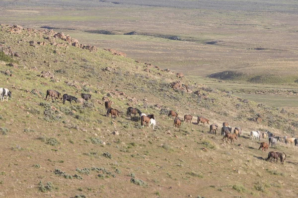 Άγρια Άλογα Στην Έρημο Της Γιούτα Την Άνοιξη — Φωτογραφία Αρχείου