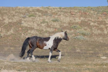 Baharda Utah çölünde güzel vahşi bir at.
