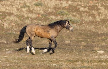 Baharda Utah çölünde güzel vahşi bir at.