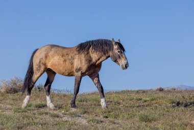 Baharda Utah çölünde güzel vahşi bir at.