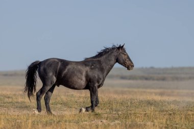 Baharda Utah çölünde güzel vahşi bir at.