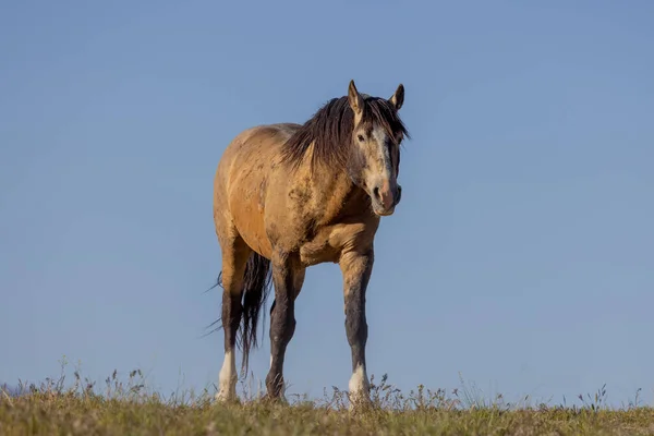 ユタ砂漠の春の美しい野生の馬 — ストック写真