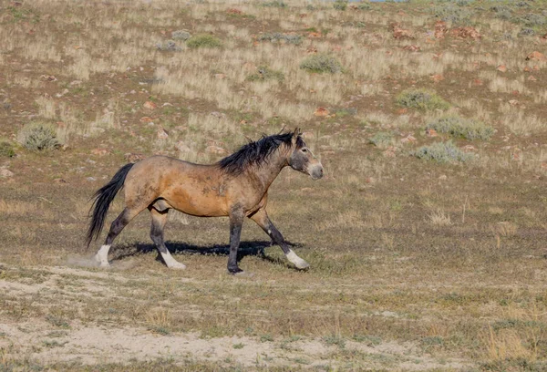 Vacker Vild Häst Våren Utah Öknen — Stockfoto
