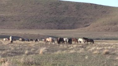 Utah çölde Vahşi atlar sürüsü