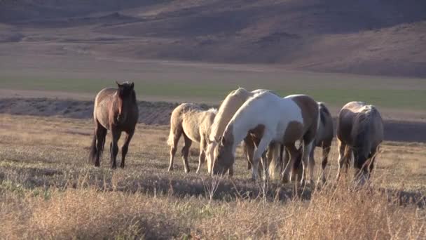 Chevaux Sauvages Printemps Dans Désert Utah — Video