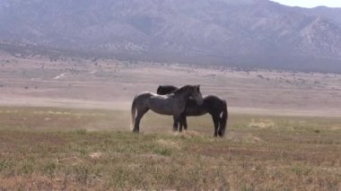 Utah çölünde ilkbaharda vahşi atlar