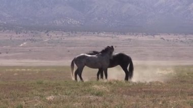 Utah çölünde ilkbaharda vahşi atlar