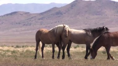 Utah çölünde ilkbaharda vahşi atlar