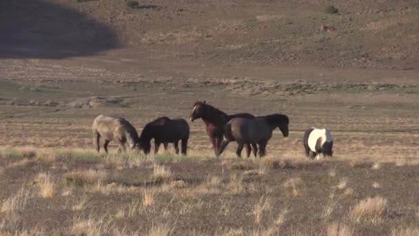 Wildpferde Frühling Der Wüste Von Utah — Stockvideo